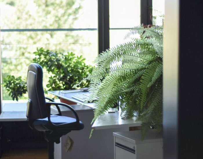 9 Tops Tips for a Greener Workspace (and Happier Employees)